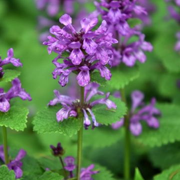 Großblütige Betonie Superba - Stachys grandiflora