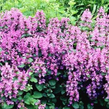 Großblütige Betonie Superba - Stachys grandiflora