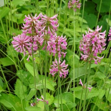 Echte Betonie Pink Cotton Candy - Stachys officinalis