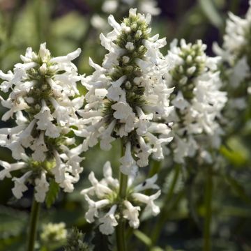 Stachys officinalis Alba - Bétoine officinale