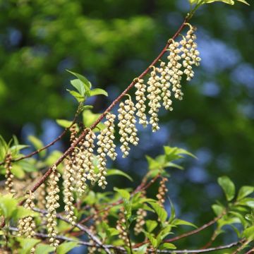 Stachyurus praecox - Japanischer Perlschweif