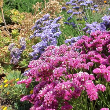 Geflügelter Strandflieder Forever Rose (Samen) - Limonium