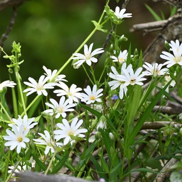 Stellaria holostea - Große Sternmiere