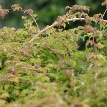 Stephanandra incisa Crispa - Kranzspiere