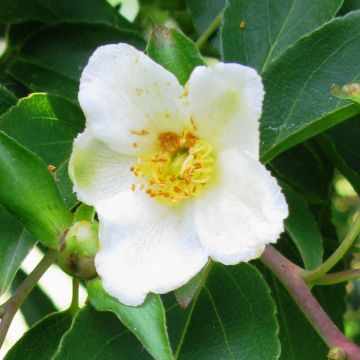 Stewartia monadelpha 