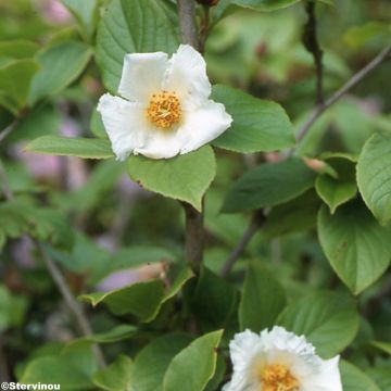 Stewartia pseudocamellia - Kamelienartige Stewartie