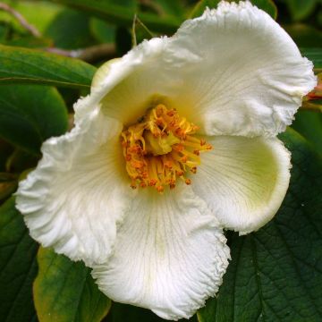 Stewartia pseudocamellia Koreana - Stuartie