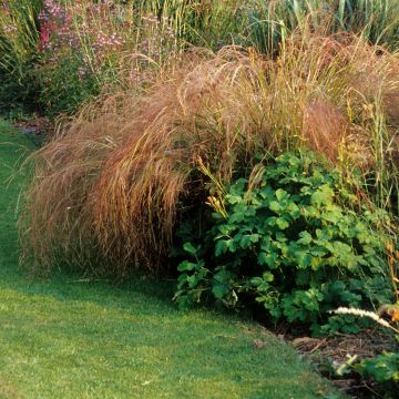 Stipa arundinacea Sirocco - Federgras