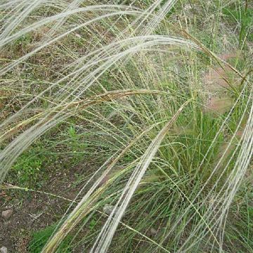 Stipa barbata - Federgras