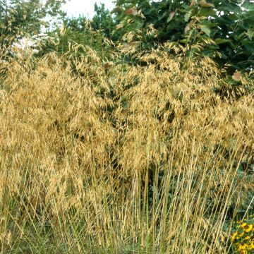 Stipa gigantea - Stipe géante