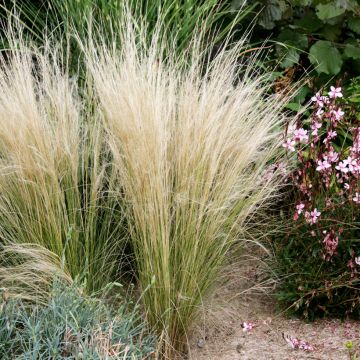 Stipa tenuifolia - Dünnblättriges Federgras