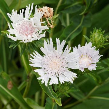 Stokesia laevis Alba - Bleuet d'Amérique - Stokésie blanche