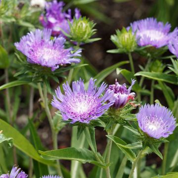 Stokesia laevis Blue Star - Kornblumenaster