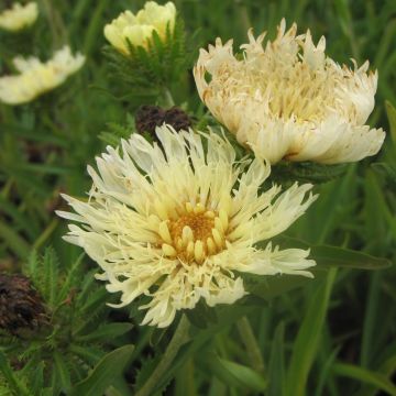 Stokesia laevis Mary Gregory - Bleuet d'Amérique