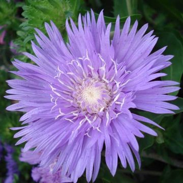 Stokesia laevis Purple Parasols - Kornblumenaster