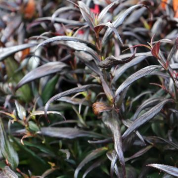 Strobilanthes anisophylla Brunetthy - Zapfenblume