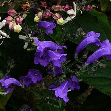 Strobilanthes attenuata Blue Carpet - Zapfenblume