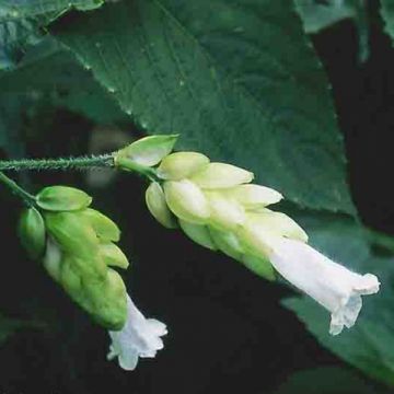 Strobilanthes nutans - Zapfenblume