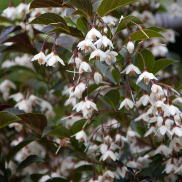 Japanische Storaxbaum Evening Light - Styrax japonica