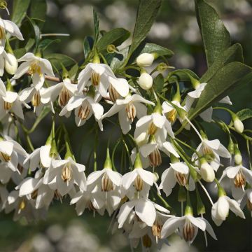 Japanische Storaxbaum Fargesii - Styrax japonica