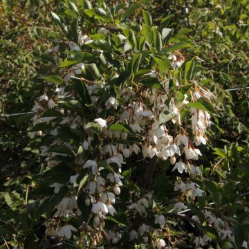 Japanische Storaxbaum Fragrant Fountain - Styrax japonica