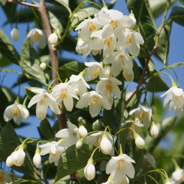 Japanische Storaxbaum June snow - Styrax japonica