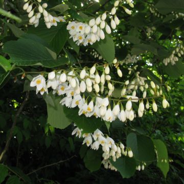 Styrax obassia - Styrax à grandes feuilles