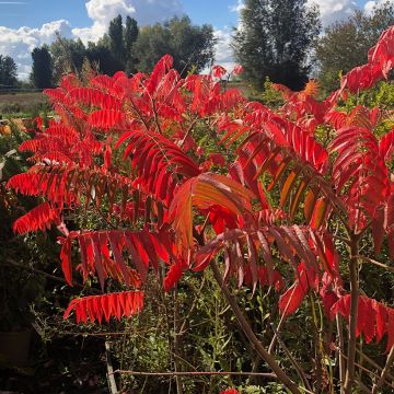 Rhus typhina - Essigbaum