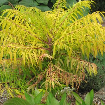 Rhus typhina Tiger Eyes - Essigbaum