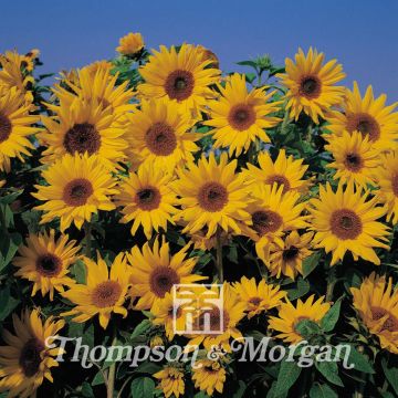 Gemeine Sonnenblume Dwarf Yellow Spray - Helianthus