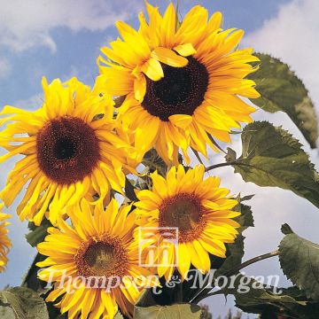 Gemeine Sonnenblume Russian Giant - Helianthus