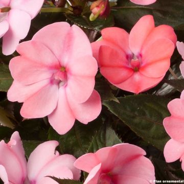 Sonnenlieschen Sunpatiens Compact Blush Pink - Impatiens