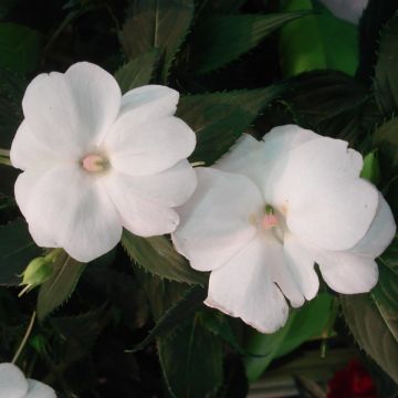 Sonnenlieschen Sunpatiens Compact Blanc - Impatiens