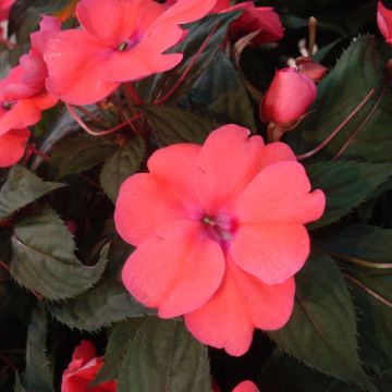 Sonnenlieschen Sunpatiens Compact Hot Coral - Impatiens