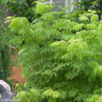 Trauben-Holunder Lemony Lace - Sambucus racemosa