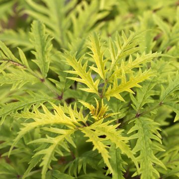 Trauben-Holunder Golden Lace - Sambucus racemosa