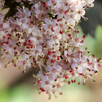 Sureau noir - Sambucus nigra 'Black Tower'