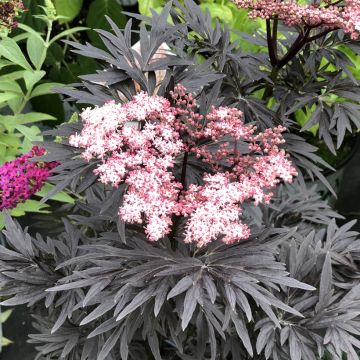 Schwarzer Holunder Straight Laced - Sambucus nigra