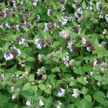 Symphytum grandiflorum Sky Blue Pink - Kleiner Kaukasus Beinwell