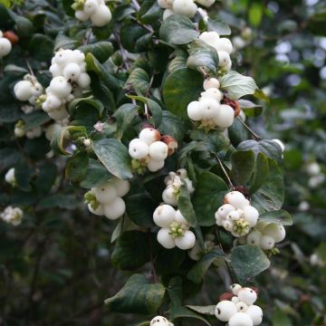 Gewöhnliche Schneebeere - Symphoricarpos albus