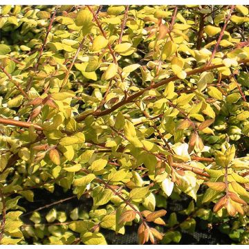 Schneebeere Brain de Soleil - Symphoricarpos chenaultii