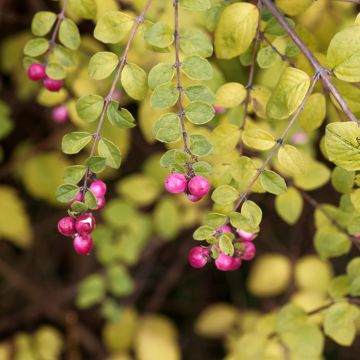 Schneebeere Hancock - Symphoricarpos chenaultii