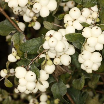 Bergschneebeere - Symphoricarpos oreophilus