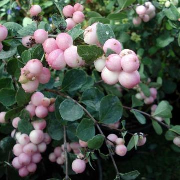 Amethystbeere Mother Of Pearl - Symphoricarpos