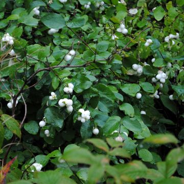 Schneebeere Arvid - Symphoricarpos