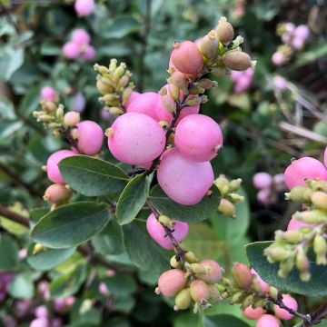 Amethystbeere Amethyst - Symphoricarpos