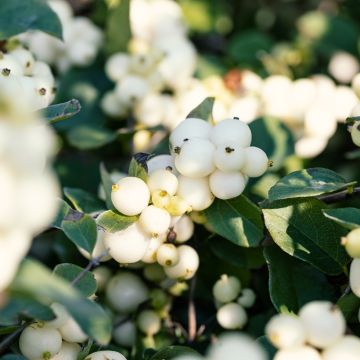 Schneebeere White Hedge - Symphoricarpos