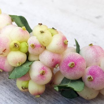 Korallenbeere Symphony Rave - Symphoricarpos orbiculatus