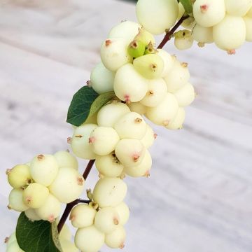 Korallenbeere Symphony Rock - Symphoricarpos orbiculatus