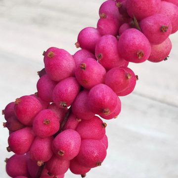 Korallenbeere Symphony Rumble - Symphoricarpos orbiculatus